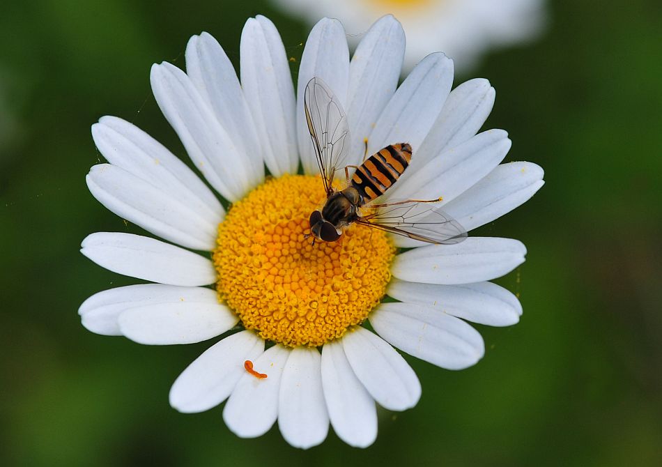 La vita in un fiore